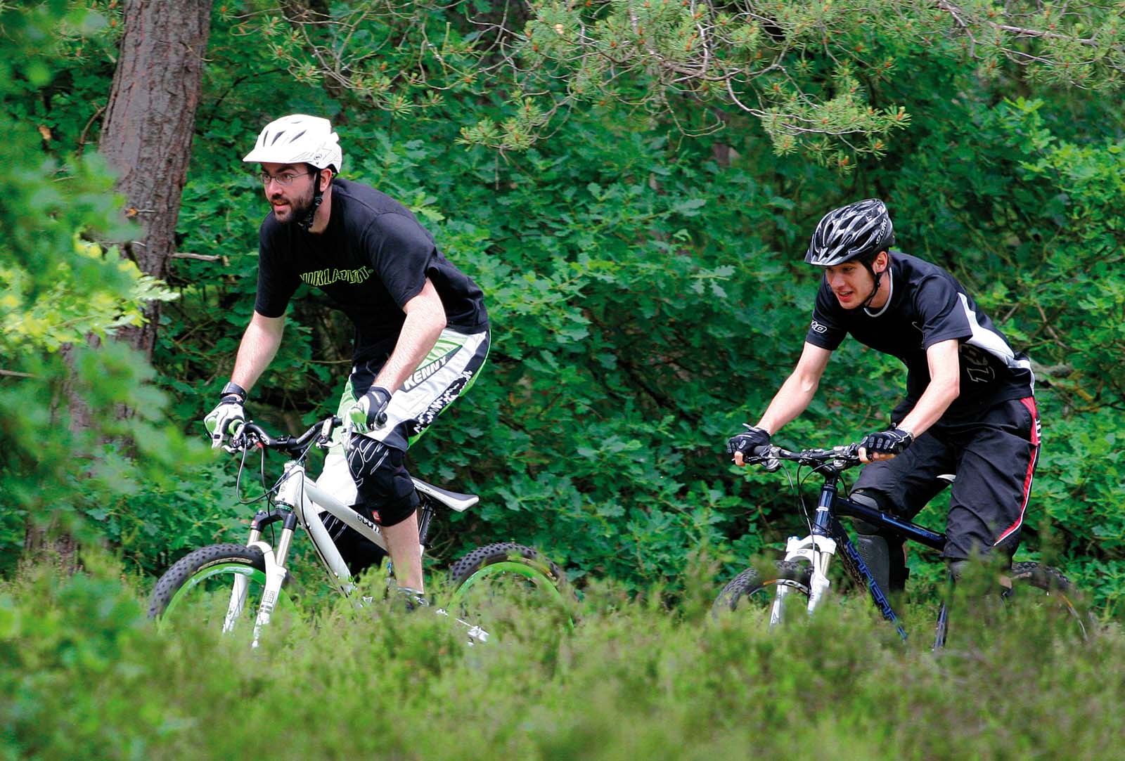 Le bois de Baville