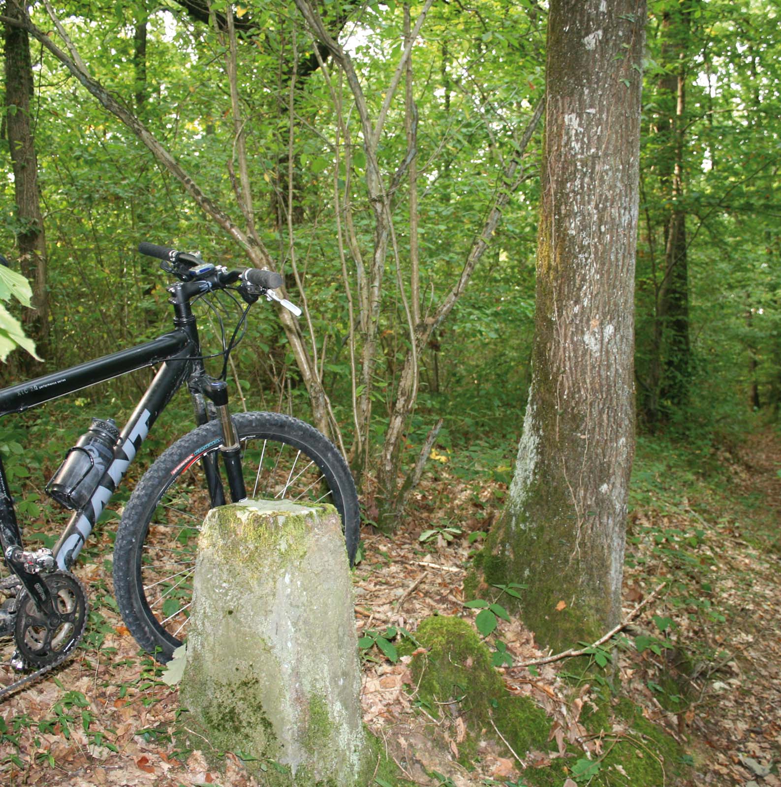 Les Grands Bois du Marais