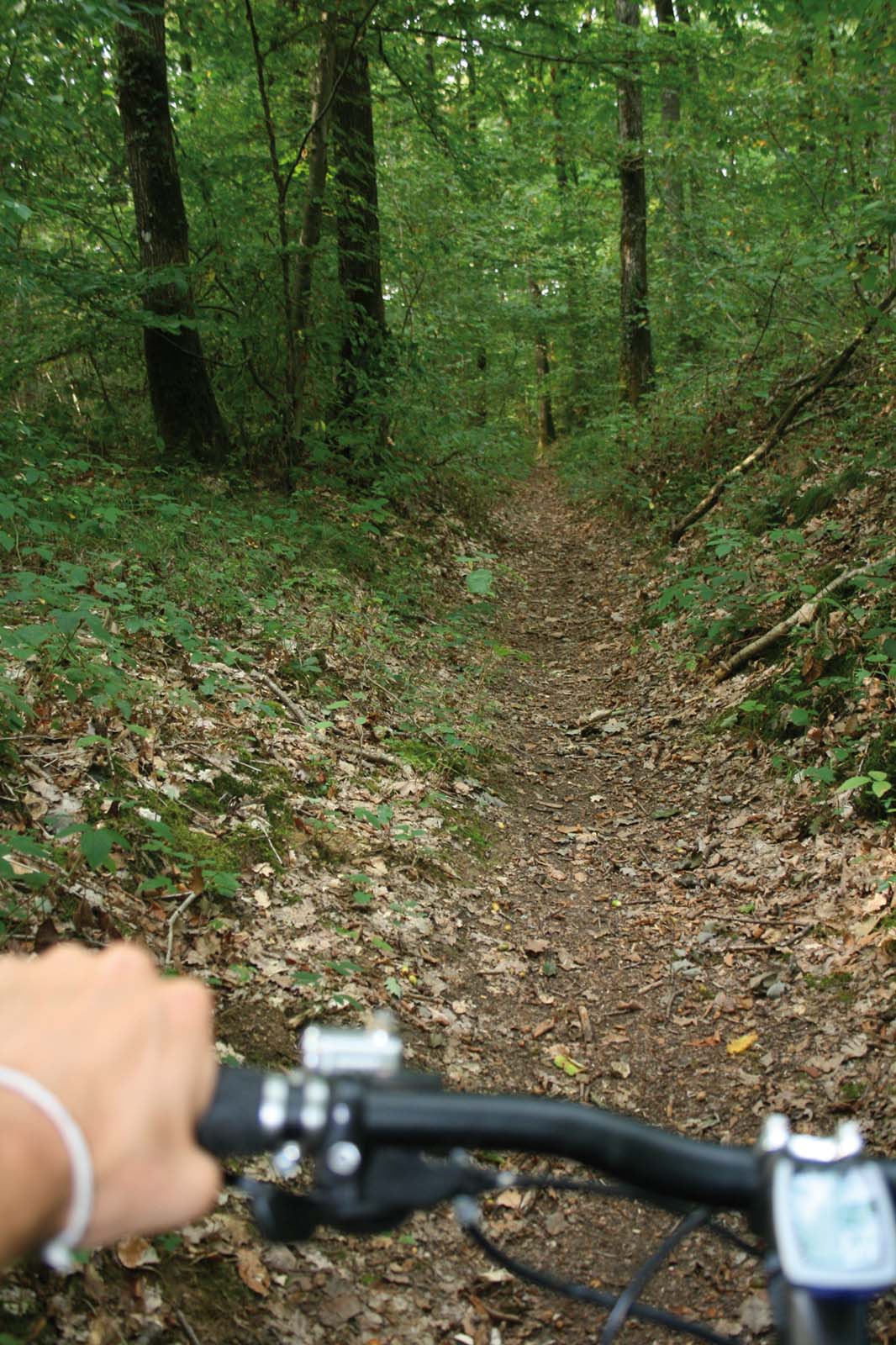 La forêt de Dourdan