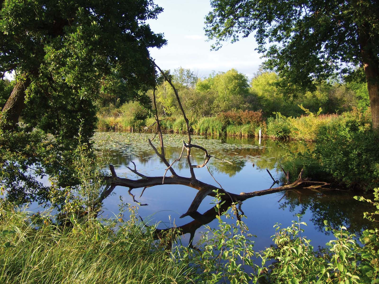 Les marais de l'Essonne